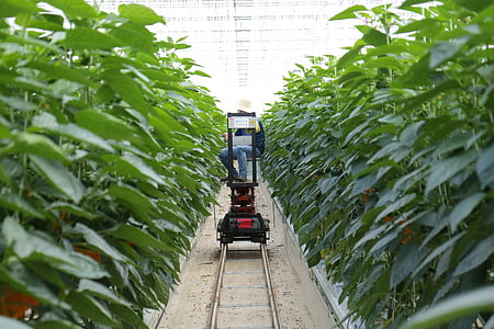 man riding harvesting machine inside crops field thumbnail