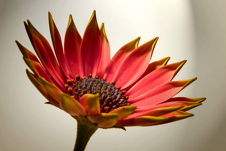 close-up photography of red sunflower thumbnail