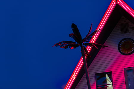 palm tree near wooden house thumbnail