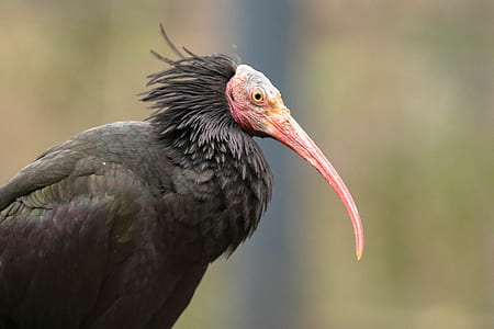 selective focus photo of black vulture bird thumbnail