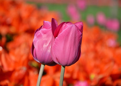 macro shot of two pink tulips thumbnail