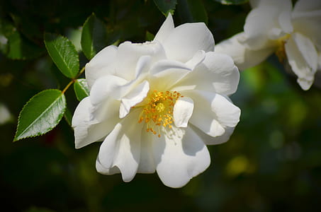 white flowers thumbnail