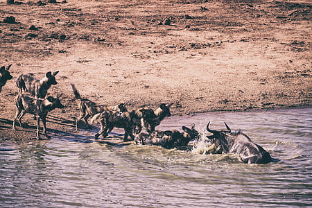 group of hyena and black cow on seashore thumbnail