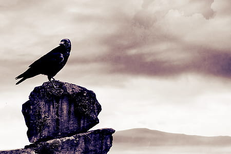 black bird on a cliff thumbnail