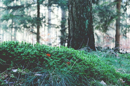 green grasses thumbnail
