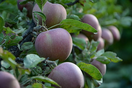 closeup photo of peaches thumbnail