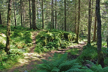forest during daytime thumbnail