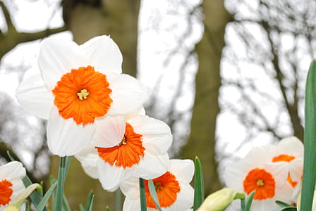 shallow focus photography of white and orange flowers thumbnail