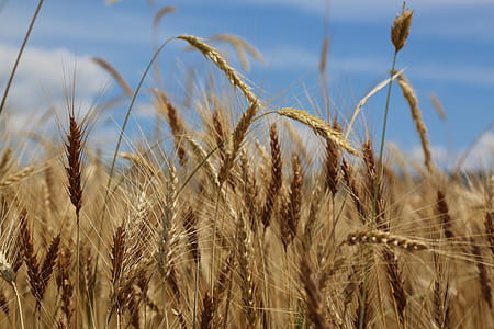 brown wheat field at daytime thumbnail