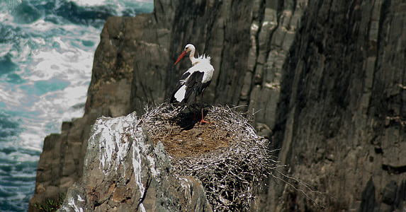 white stork thumbnail