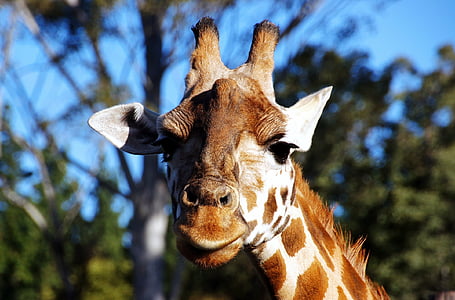 shallow focus photography of giraffe thumbnail