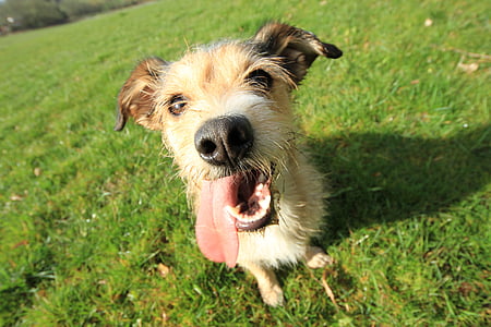 short-coated tan dog sitting on green lawn grass thumbnail