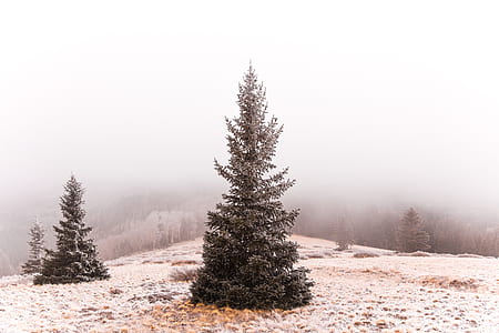 green pine trees under blue sky at daytime thumbnail