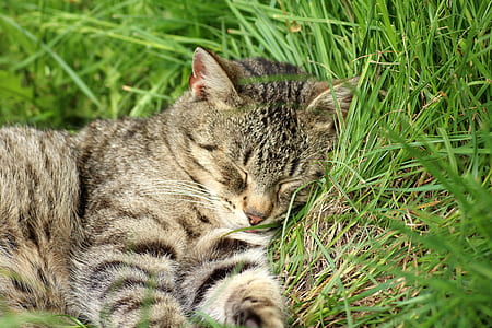 adult brown tabby cat laying down on green leafed grass thumbnail