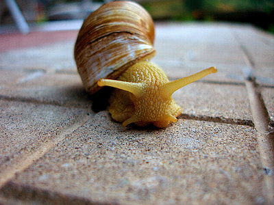A large snail thumbnail