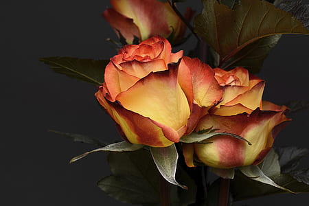 closeup photography of brown roses thumbnail