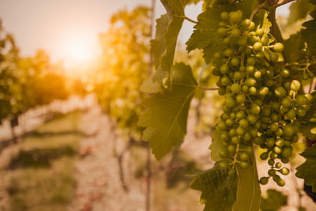 Vineyards at sunset. Unripe grapes in summer. thumbnail