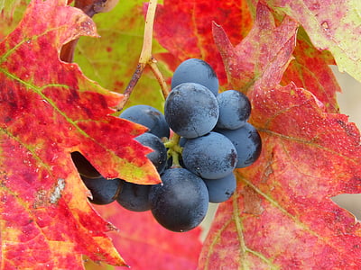 black fruit thumbnail
