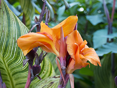 orange flowers close-up phtography thumbnail
