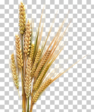 Beer Stout Common wheat Cereal , Barley Transparent Background, wheat plant PNG clipart