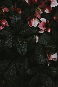 white-and-red Hydrangea flowers macro photography thumbnail