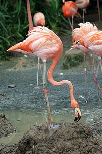 flamingo close up photography thumbnail