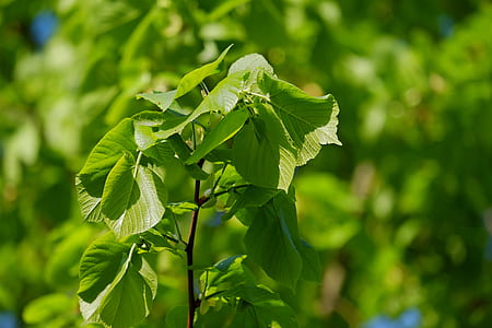 selective focus photography of green leafed plant at daytime thumbnail