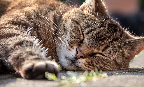 closeup photo of short-fur tan cat lying on gray concrete pavement thumbnail