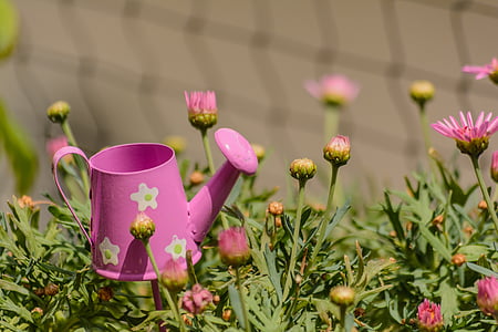 close-up photography of pink watering can on pink petaled flowers thumbnail