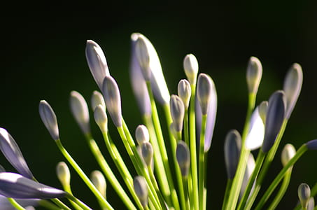 nature, flowers, petals, plant thumbnail