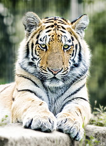adult tiger thumbnail