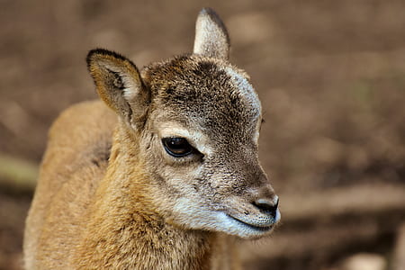 brown 4-legged animal thumbnail