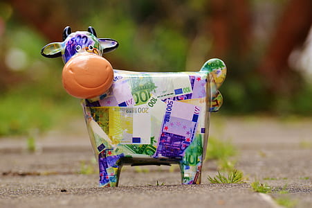 Banknote Cow on Gray Conncrete Road thumbnail