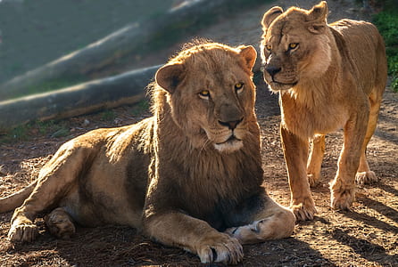 lion reclining on ground beside lioness thumbnail