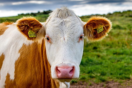 Simmental cattle thumbnail
