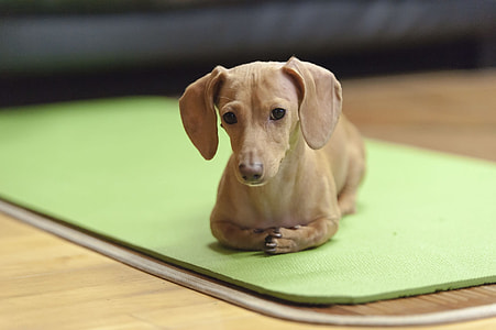 shallow focus photography of adult brown dachshund thumbnail
