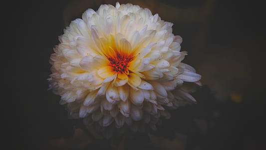 White Dahlia Flower Closeup Photography thumbnail