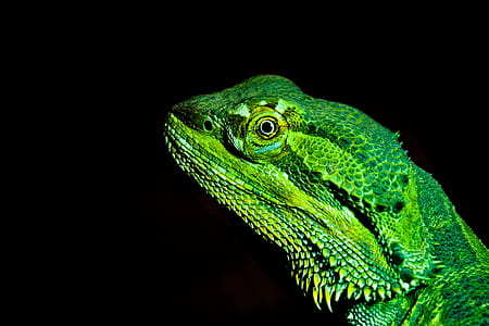 Dragon Lizard thumbnail