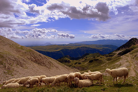 herd of sheep on mountains thumbnail