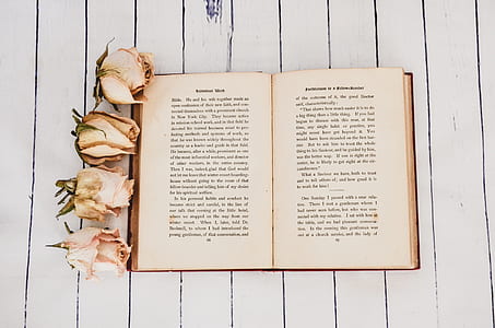 page of book beside four pink rose flowers thumbnail