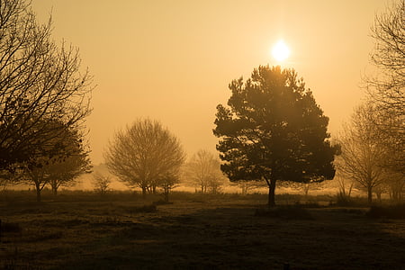 silhouette of trees during golden house thumbnail