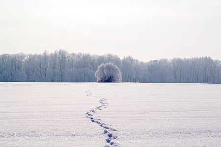 photo of snow coated open field near tree at daytime thumbnail