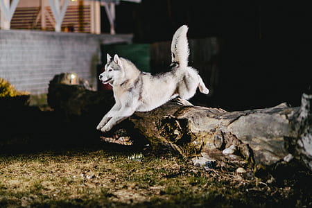 adult black and white Siberian husky jumping on dried tree near concrete wall at nighttime thumbnail