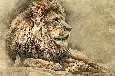 laying lion photo thumbnail