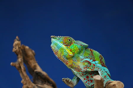 rainbow chameleon thumbnail