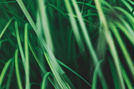 macro shot photography of green grass field thumbnail
