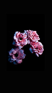 four pink petaled flower in bloom thumbnail