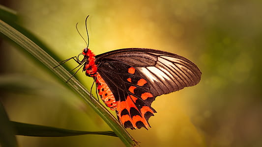 closeup photo of red and black butterfly perching on green leaf thumbnail
