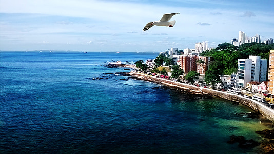 aerial photography of flying bird near city buildings by the sea during daytime thumbnail