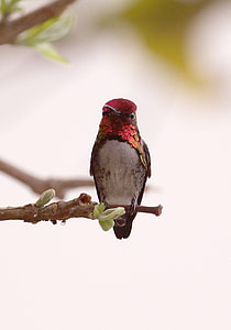 close-up photography of ruby-throated hummingbird perching on branch thumbnail